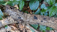 Annulohypoxylon truncatum