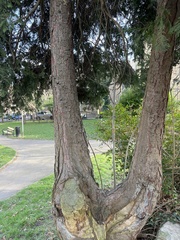 Chamaecyparis lawsoniana