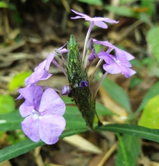 Eranthemum tetragonum