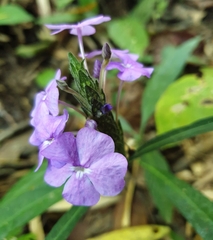 Eranthemum tetragonum