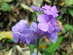 Eranthemum tetragonum