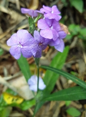 Eranthemum tetragonum