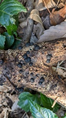 Annulohypoxylon truncatum