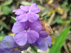 Eranthemum tetragonum