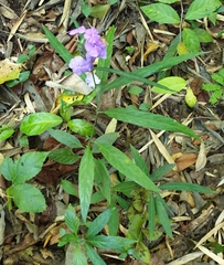 Eranthemum tetragonum