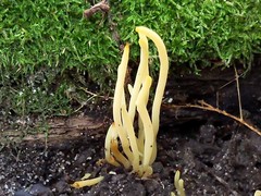 Clavaria amoenoides