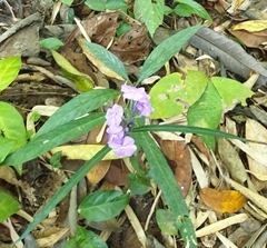 Eranthemum tetragonum