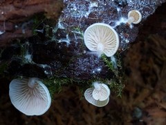 Crepidotus stipitatus