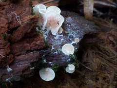 Crepidotus stipitatus
