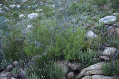 Dodonaea viscosa angustifolia