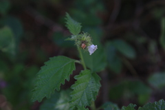 Varronia bullata