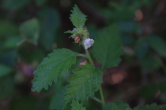 Varronia bullata