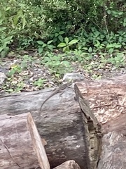 Agama picticauda