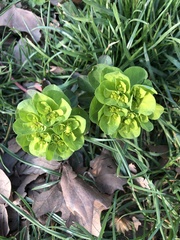 Euphorbia helioscopia