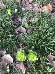 Euphorbia helioscopia