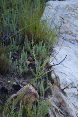 Microdon dubius