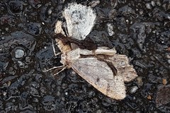 Erannis defoliaria