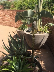 Aloe aculeata