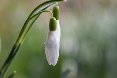 Galanthus nivalis