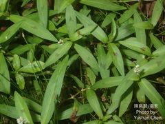 Persicaria kawagoeana