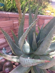 Aloe aculeata
