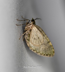 Chloroclystis rubroviridis