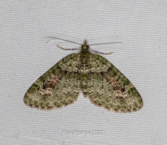 Chloroclystis rubroviridis