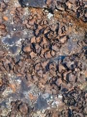 Umbilicaria polyphylla