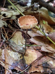 Collybiopsis subnuda