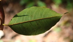 Ficus talbotii