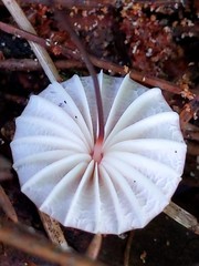 Marasmius bellipes