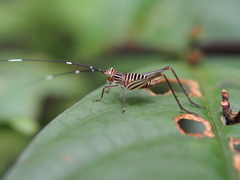 Nisitrus