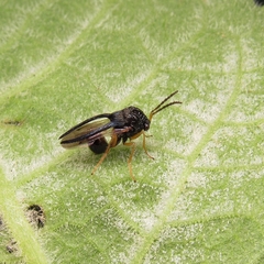 Eucharitinae