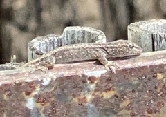 Lygodactylus bradfieldi