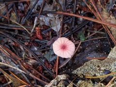 Marasmius bellipes