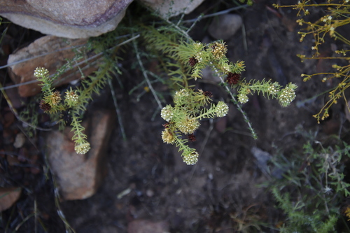 Image of Rough Rootthug by (c) Tony Rebelo, some rights reserved (CC BY-SA)