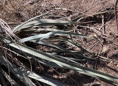 Agave stringens