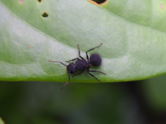 Echinopla melanarctos