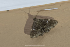 Vestura minereusalis