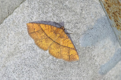 Saroba antecedens