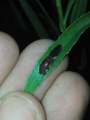 Homalodisca ichthyocephala