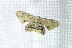 Dysaethria fulvihamata