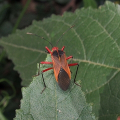 Hypselonotus bitrianguliger