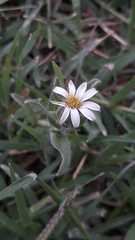 Noticastrum sericeum