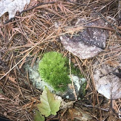 Paraleucobryum longifolium