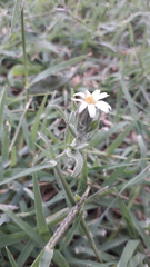 Noticastrum sericeum