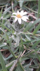 Noticastrum sericeum