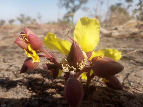 Cochlospermum tinctorium