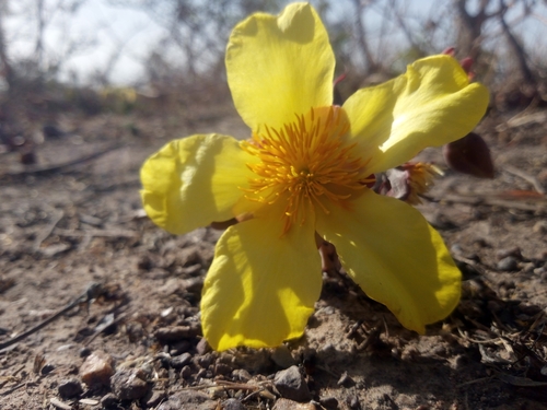 Cochlospermum image