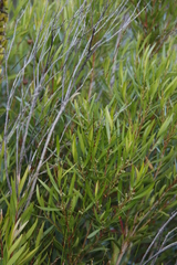 Dodonaea viscosa angustifolia